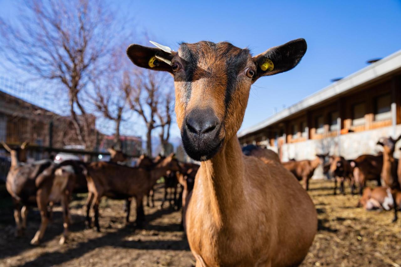 فيلا Agriturismo La Fiorida Mantello المظهر الخارجي الصورة